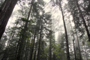 Redwood Forest - 1